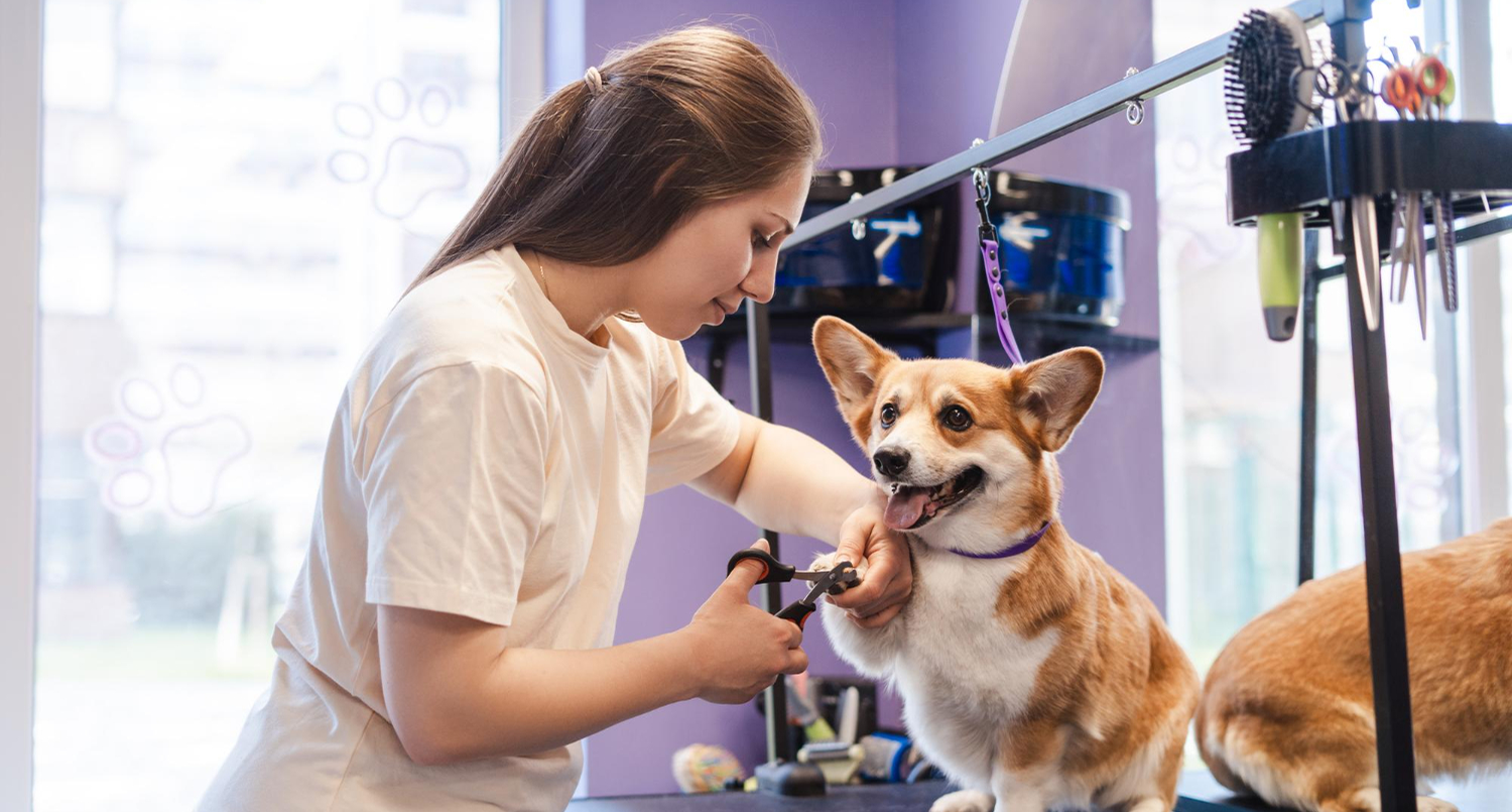 How to Make Your Pet Comfortable During Grooming: Tips for a Stress-Free Experience